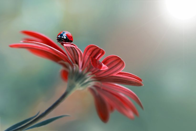 Cela permet de préserver la biodiversité Cela permet de préserver la biodiversité