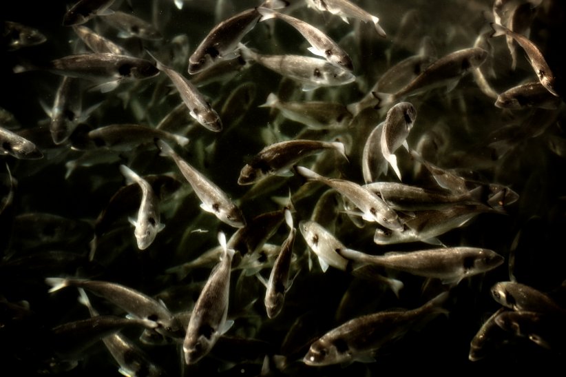 Plus de 55% des océans exploités par la pêche industrielle Plus de 55% des océans exploités par la pêche industrielle