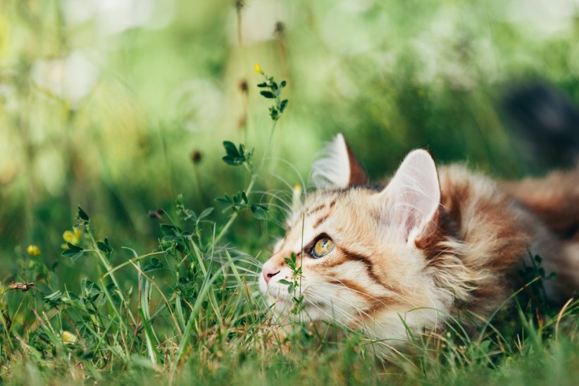 Préserver la biodiversité Préserver la biodiversité