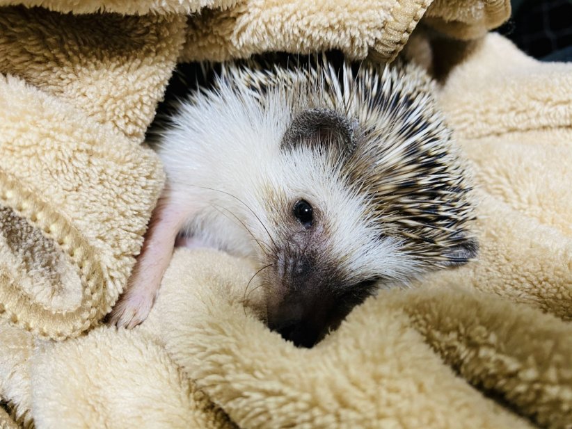 Recueillir un animal chez soi est possible mais sous certaines conditions seulement Recueillir un animal chez soi est possible mais sous certaines conditions seulement