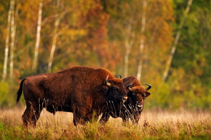 Le parc national de Bialowieza Le parc national de Bialowieza