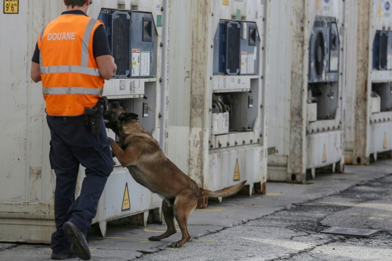 Un chien renifle un conteneur à la recherche de drogue lors d'un contrôle douanier au port d'Anvers, le 20 mai 2022 en Belgique