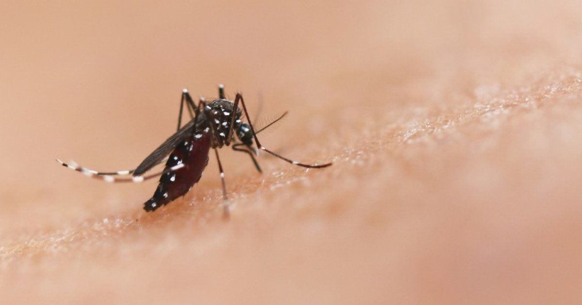 New Cases of Dengue, Chikungunya, and West Nile Virus Detected in France