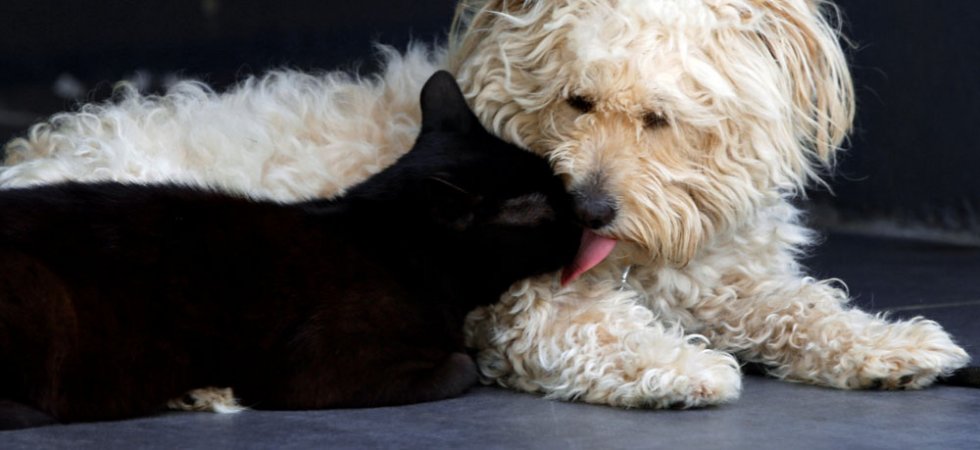 Vetoquinol : acquisition des droits canadiens de la gamme Profender d'Elanco Animal Health