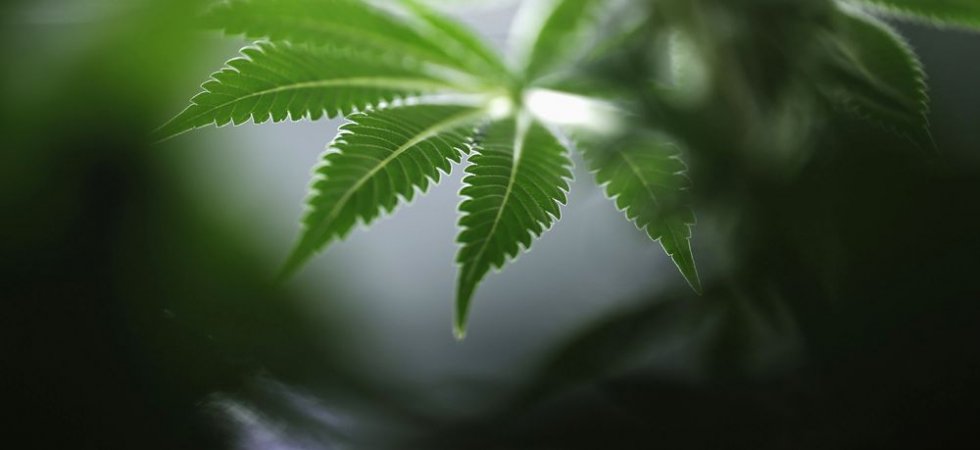Compagnie Mercosur Grecemar : la diversification dans le cannabis, c'est fini !
