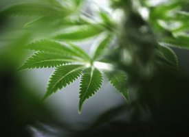 Confinement : chute de 30 à 40% du trafic de drogue