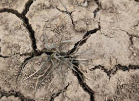 Sécheresse : agriculteurs et éleveurs bénéficieront d'aides supplémentaires