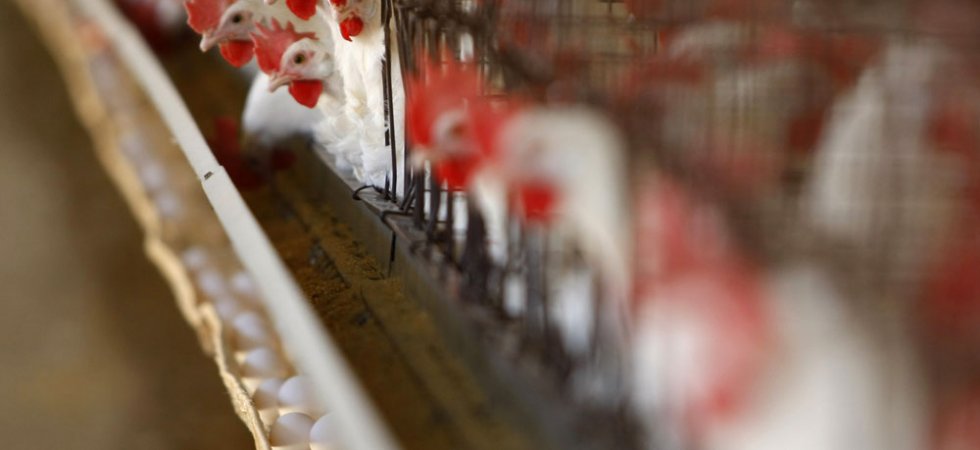 Grippe aviaire : la Chine suspend les importations de volailles françaises