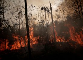 500 millions de dollars de plus débloqués pour l'Amazonie