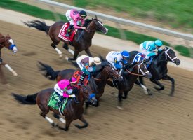 Une occasion inédite d'acheter son cheval de course !