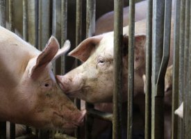 Peste porcine : l'Allemagne stoppe ses exportations vers la Chine