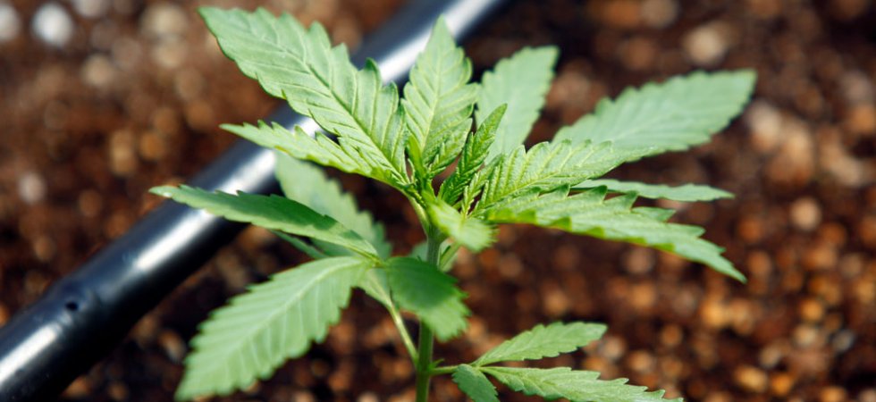 Début d'année euphorique pour les valeurs 'cannabis' à Wall Street