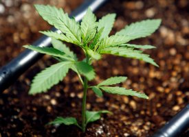 La France va tester le cannabis à usage thérapeutique