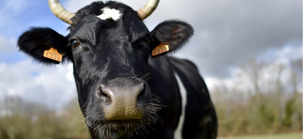 Parle-t-on assez d'agriculture dans la campagne présidentielle ?