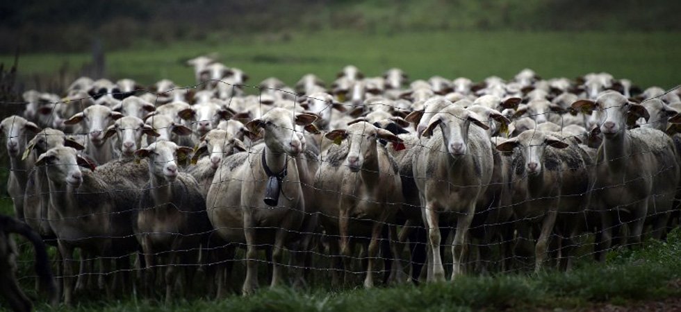 Alpes-Maritimes : arrestation de deux hommes qui abattaient des moutons dans un camion