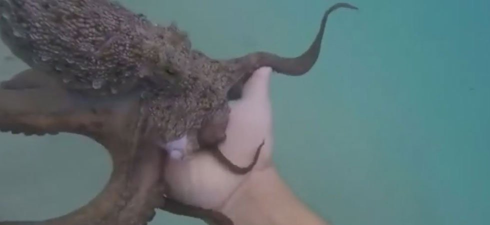 Quand un nageur tombe nez à nez avec une pieuvre un peu trop collante