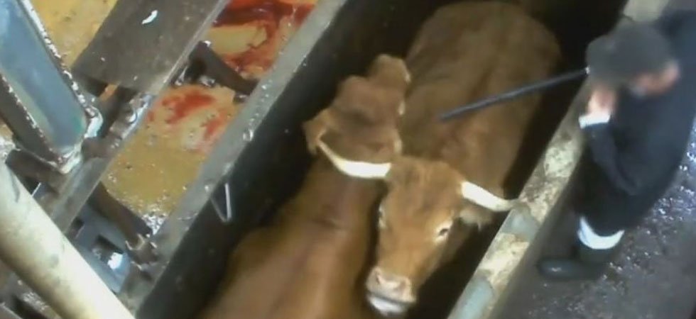 Images chocs de vaches en gestation abattues