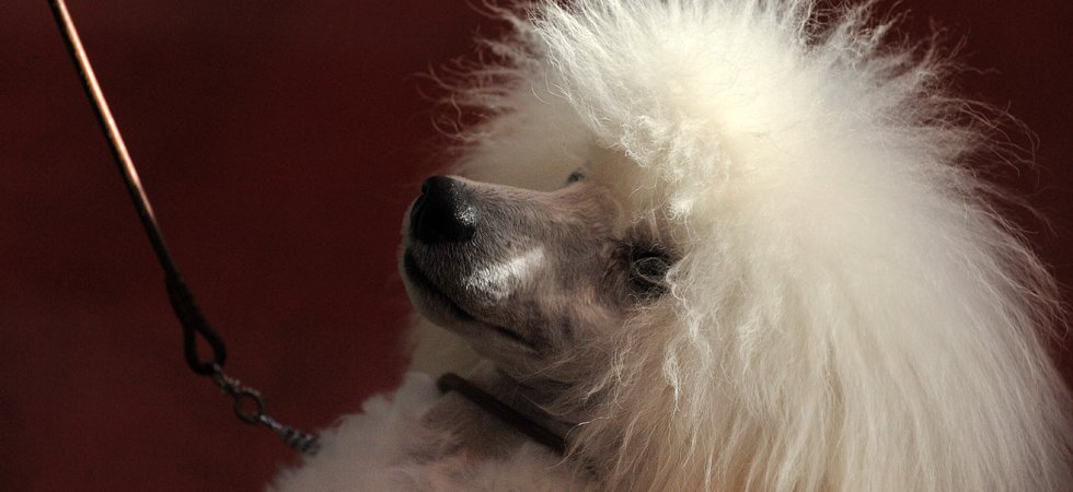 La propriétaire de William Saurin a-t-elle légué toute sa fortune à son chien ?
