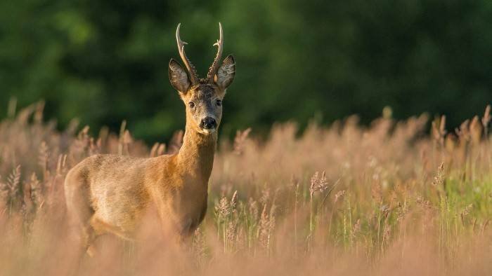 A la poursuite du petit prince de la forêt