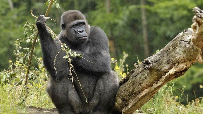 Afrique : les derniers sanctuaires