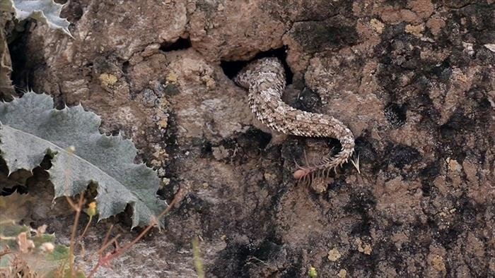 Alamto, un monde de reptiles