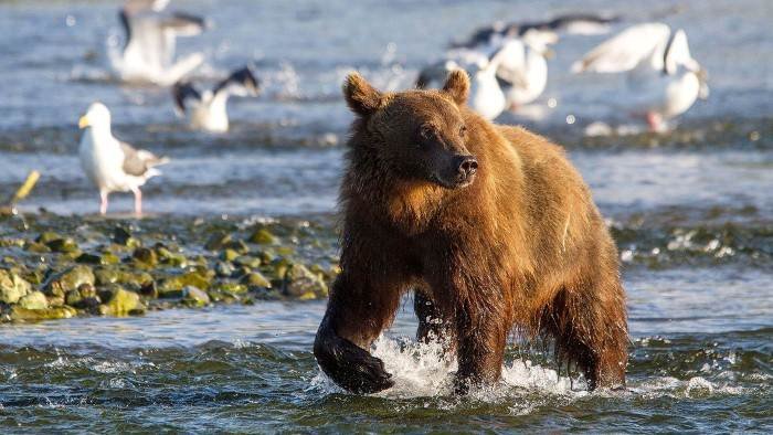 Amour, le fleuve interdit