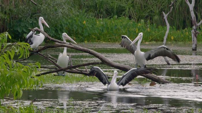 Australie, les secrets de la vie sauvage