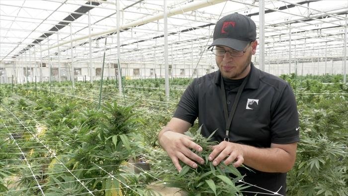 Cannabis : quand le deal est légal