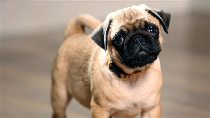 Chacun cherche son chien