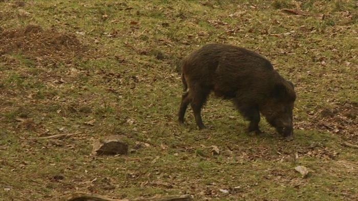 Chasse au gros gibier dans le Morvan
