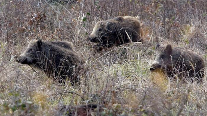 Chasse aux sangliers aux chiens courants