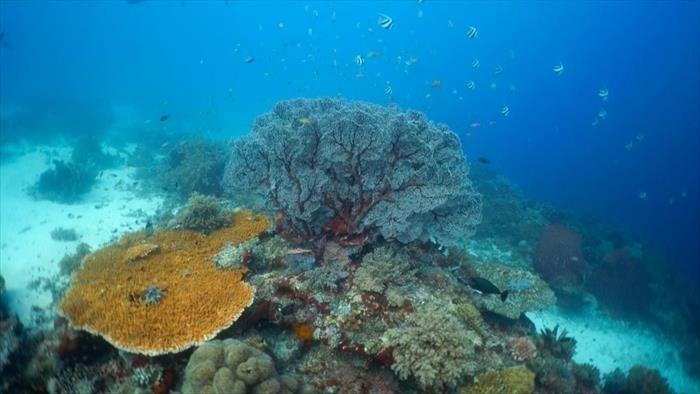 Corail, le coeur de l'océan