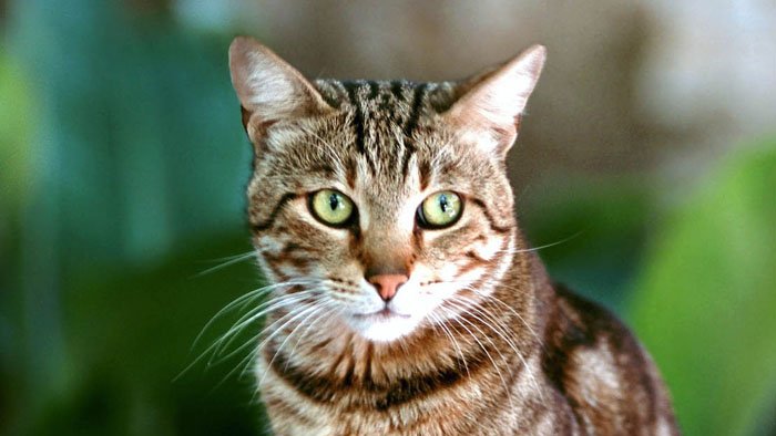 Curieuse de nature