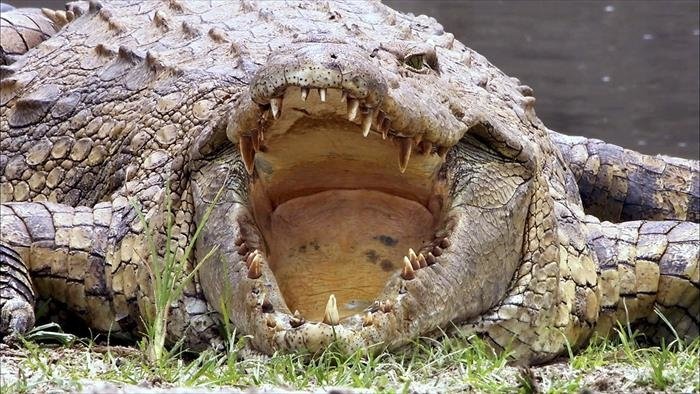 Dans l'oeil du crocodile