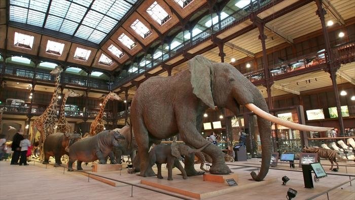 Dans les coulisses du Muséum