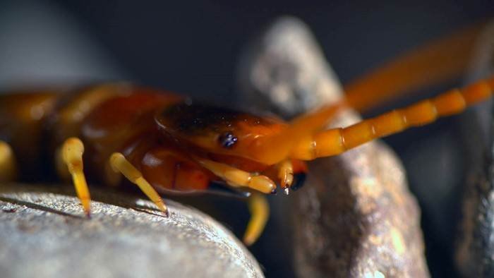 Etranges créatures
