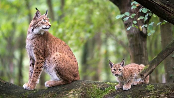 Grandeurs nature