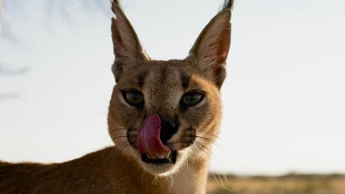 Histoires de chats