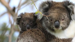 L'Australie sauvage