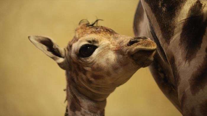 L'école des bébés animaux