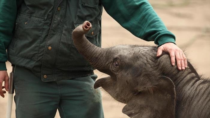 L'école des bébés animaux