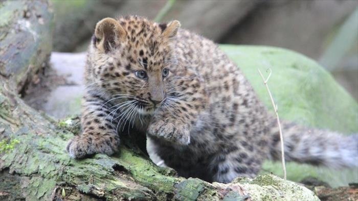 L'école des bébés animaux