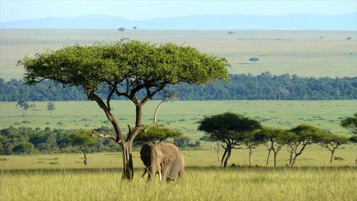 L'éléphant qui donna sa vie