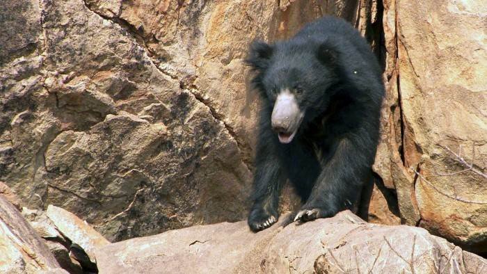 L' histoire du vrai Baloo