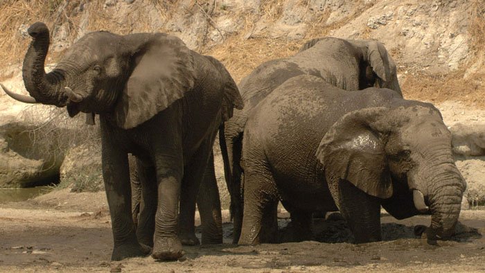La face sauvage de la planète