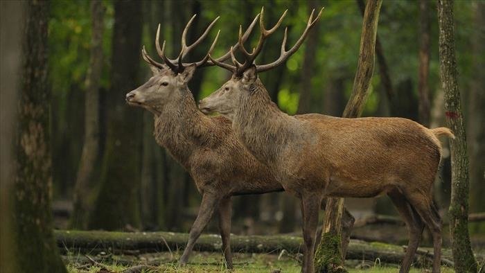 La globe-trotteuse Chasse & Pêche
