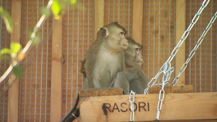 La Tanière, le zoo-refuge de l'espoir