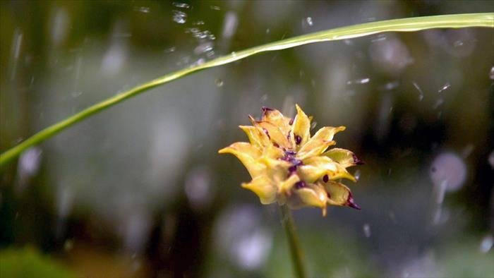 La vie secrète des plantes