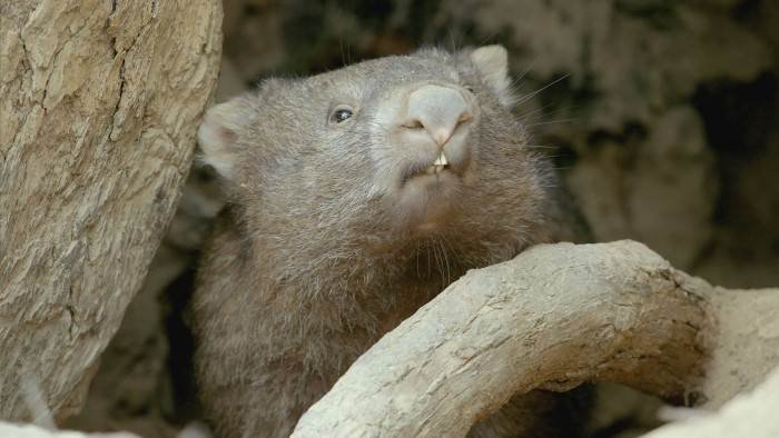 La vie secrète du wombat