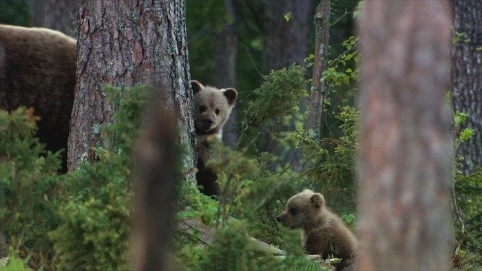 Le clan des ours